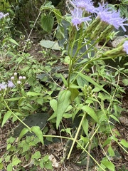Chromolaena odorata