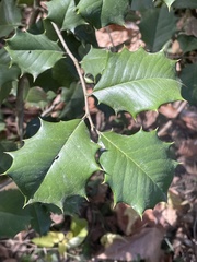Ilex opaca