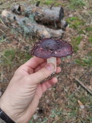Russula sanguinea