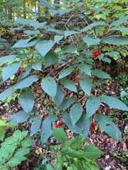 Viburnum setigerum
