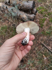 Russula sanguinea