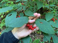 Viburnum setigerum
