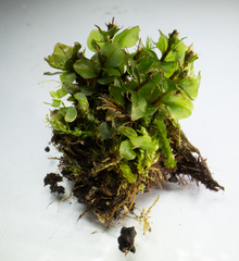 Rhizomnium punctatum