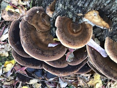 Ischnoderma resinosum