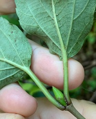Viburnum setigerum