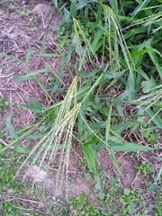 Digitaria ciliaris