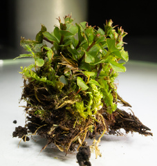 Rhizomnium punctatum