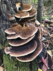 Ischnoderma resinosum