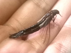 Atractocerus brasiliensis