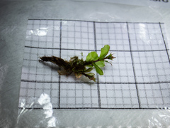 Rhizomnium punctatum