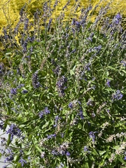 Salvia farinacea