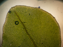 Rhizomnium punctatum