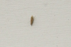 Graphocephala versuta