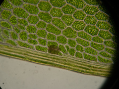 Rhizomnium punctatum