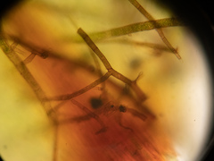 Rhizomnium punctatum