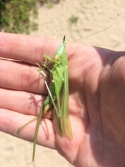 Neoconocephalus exiliscanorus