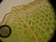Rhizomnium punctatum