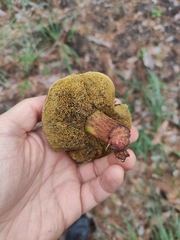 Xerocomellus chrysenteron