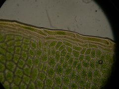 Rhizomnium punctatum
