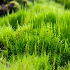 Flexitrichum flexicaule