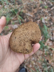 Xerocomellus chrysenteron