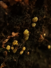 Trichoderma gelatinosum