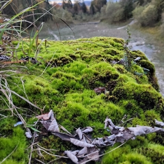 Flexitrichum flexicaule