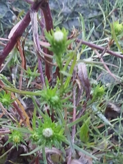 Symphyotrichum ciliatum