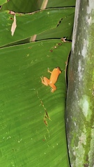 Diasporus