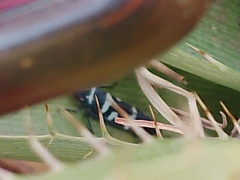 Balacha melanocephala