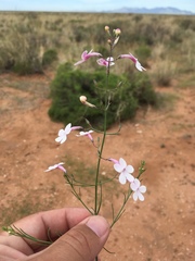 Penstemon ambiguus