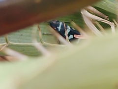 Balacha melanocephala