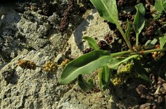 Rumex maritimus