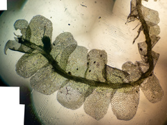 Chiloscyphus polyanthos