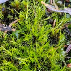 Flexitrichum flexicaule