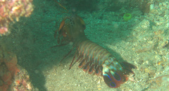 Odontodactylus scyllarus