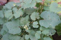 Vitis riparia