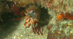 Odontodactylus scyllarus