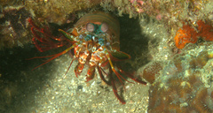 Odontodactylus scyllarus