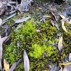 Flexitrichum flexicaule