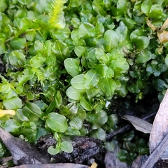 Plagiomnium rostratum