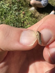 Paraulacizes irrorata