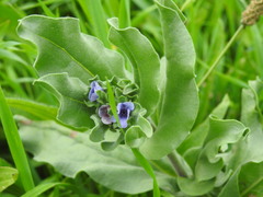 Cynoglossum creticum