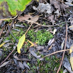 Plagiomnium rostratum