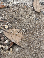 Pheidole