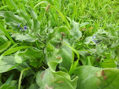 Cynoglossum creticum