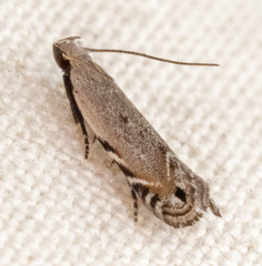 Battaristis concinnusella