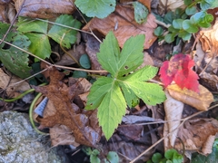 Cryptotaenia canadensis