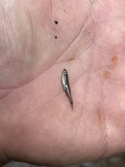 Pteronotropis hypselopterus