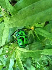Chrysocoris stollii